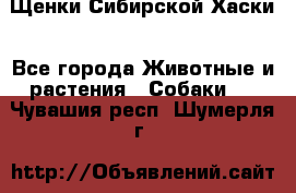 Щенки Сибирской Хаски - Все города Животные и растения » Собаки   . Чувашия респ.,Шумерля г.